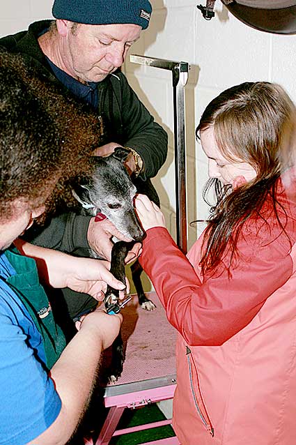 Dog grooming and walking is a popular choice